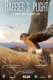 Harrier's Plight