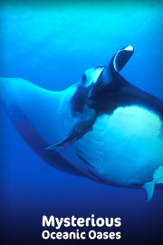 Mysterious Oceanic Oases
