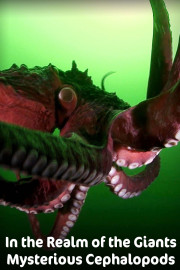 In the Realm of the Giants - Mysterious Cephalopods