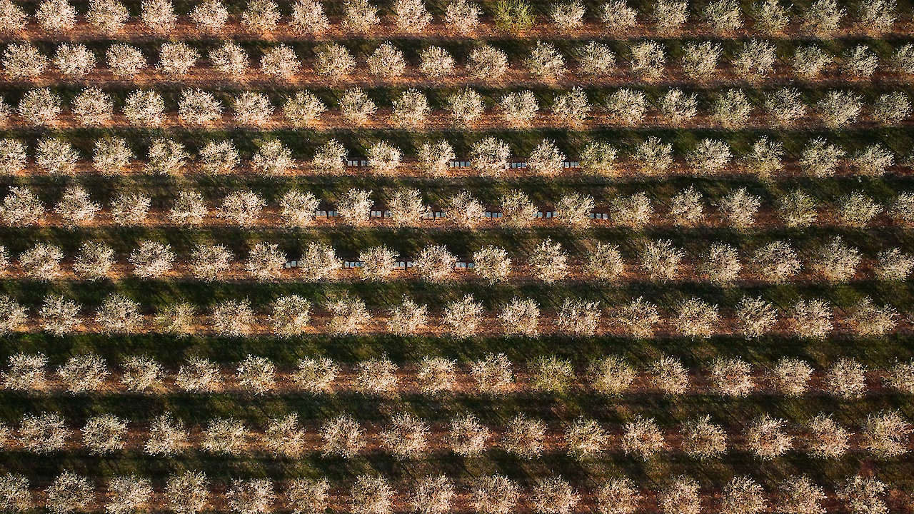 Bees - The Invisible Mechanism