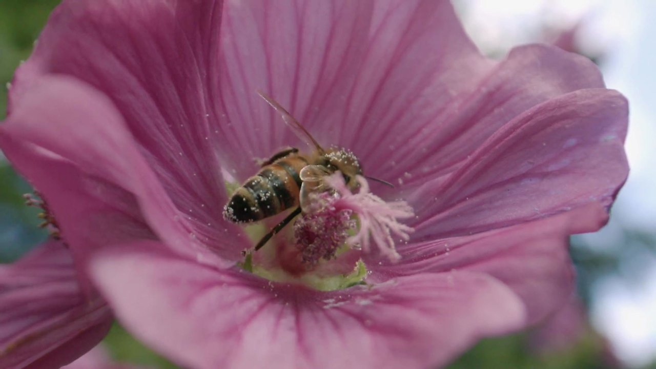 The Storm: Wildlife in Wild Weather