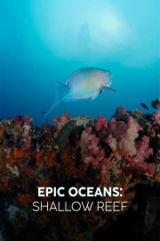 Epic Oceans: Shallow Reef