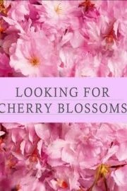 Looking For Cherry Blossoms
