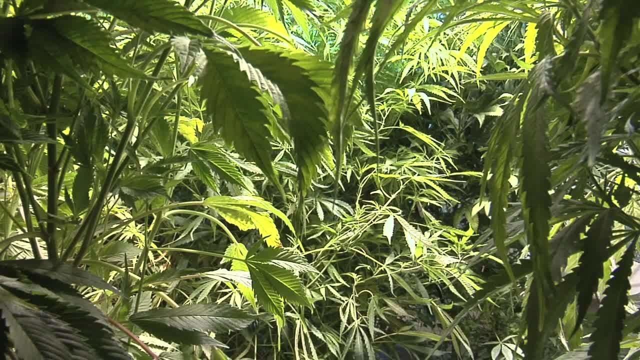 A NORML Life