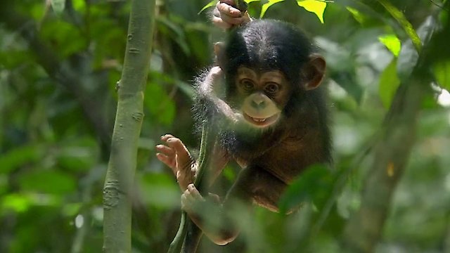 chimpanzee documentary
