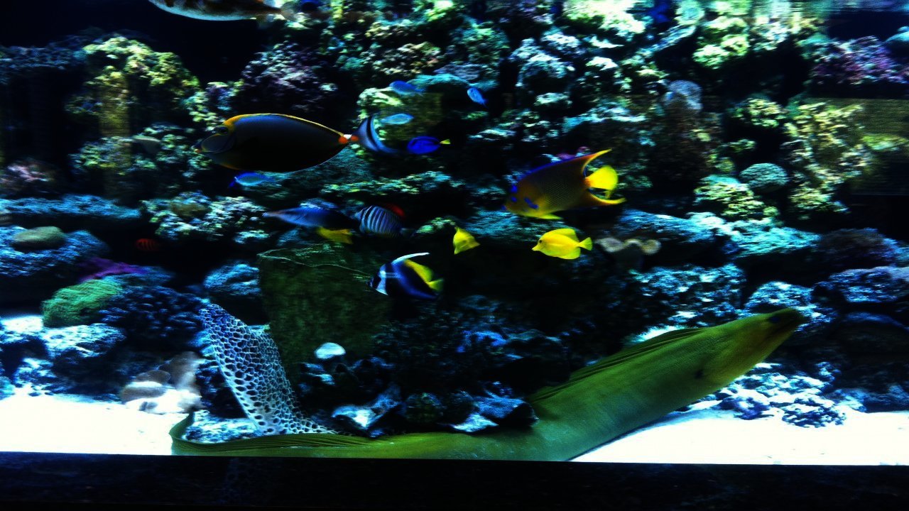 Aquarium for your Home - Saltwater Reef an Aquarium for your Television