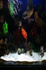 Aquarium for your Home - Saltwater Reef an Aquarium for your Television