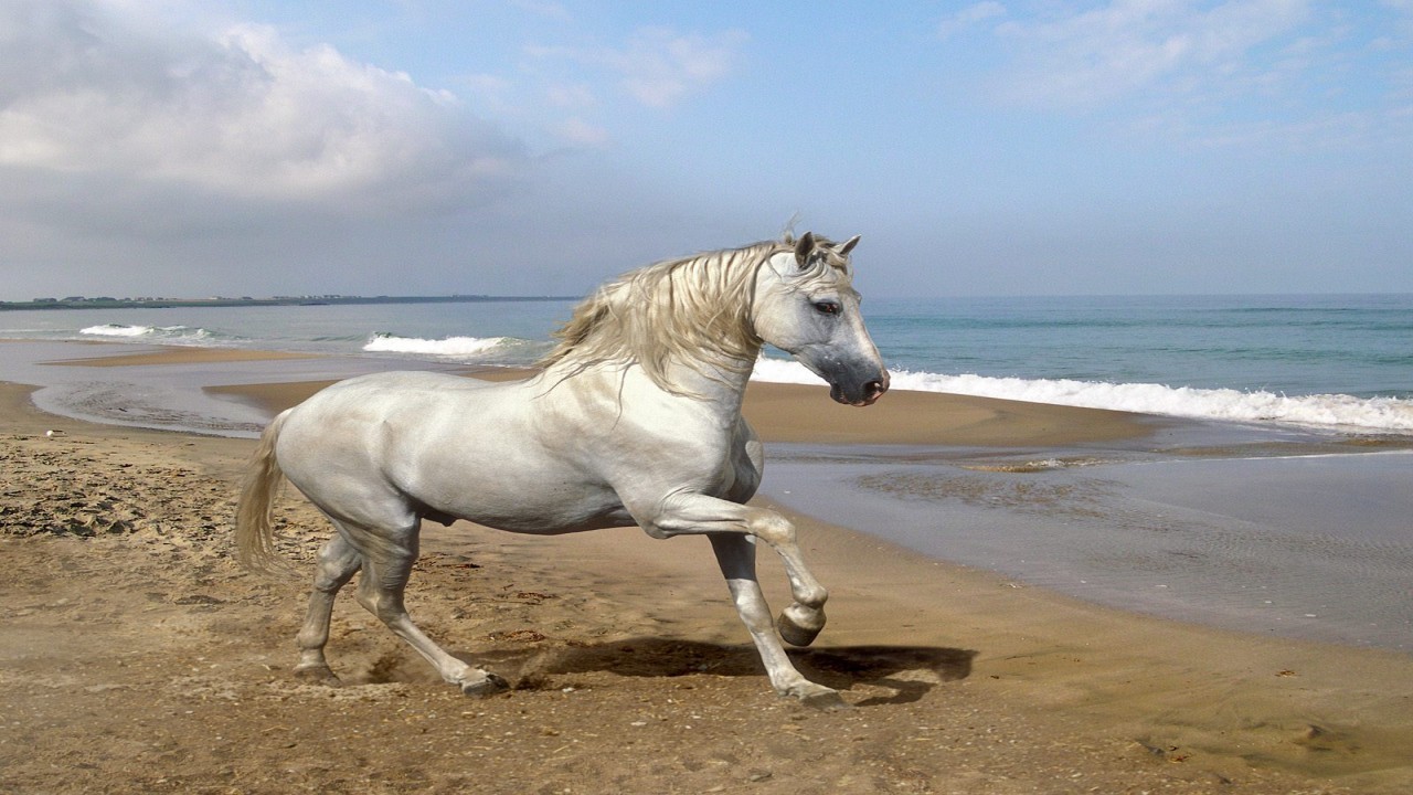 The Arabian Horse: A Gift from the Desert