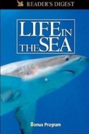 Wondrous Secrets of the Ocean Realm: Life in the Sea