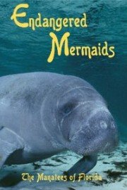 Endangered Mermaids: The Manatees of Florida