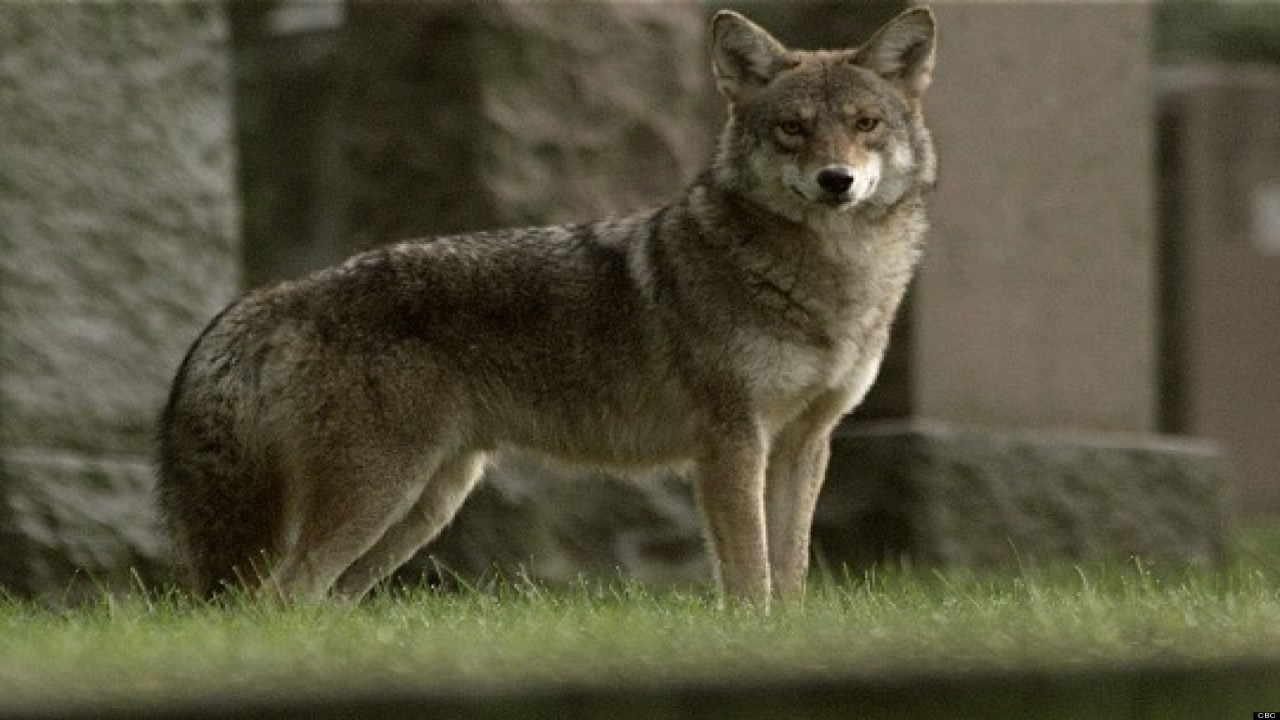 Meet the Coywolf