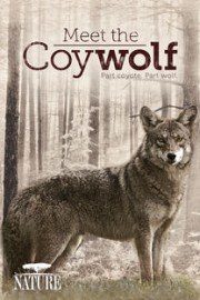 Meet the Coywolf