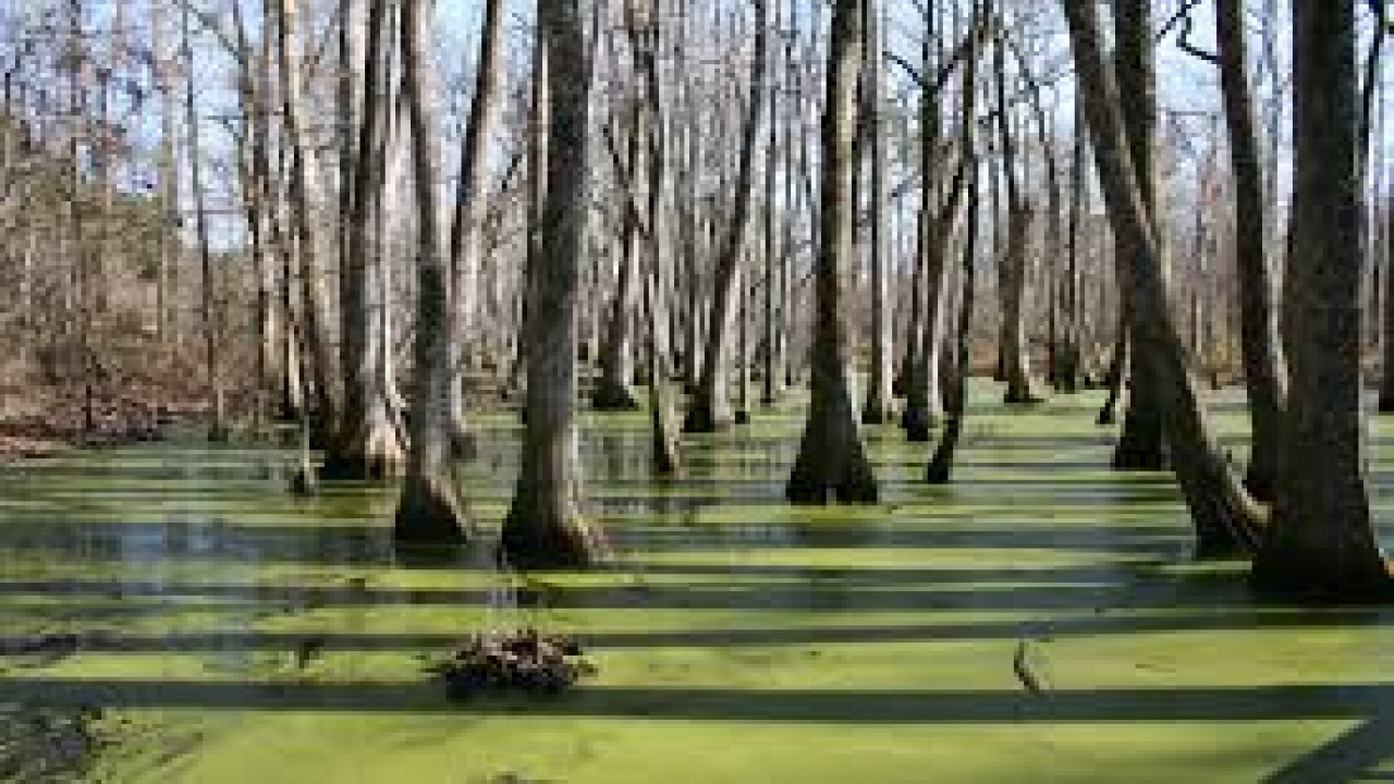 Nature Parks: Mississippi Swamps