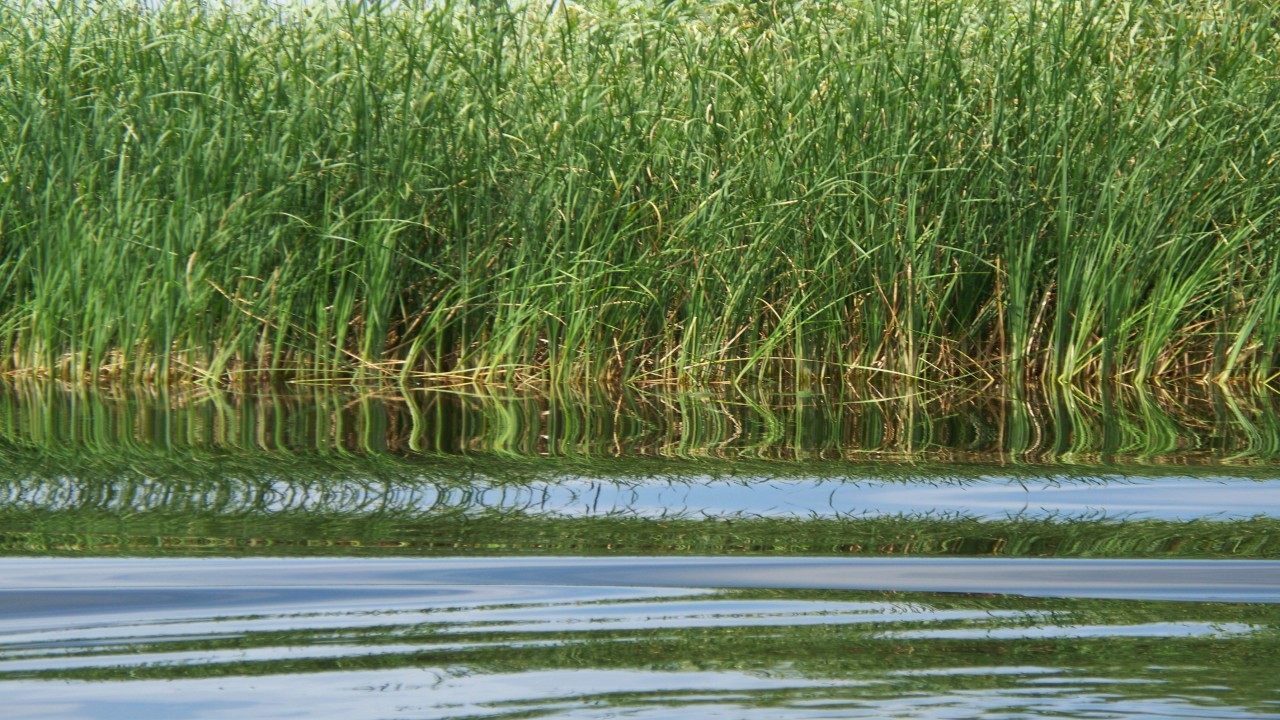 Nature Parks: The Danube - Delta