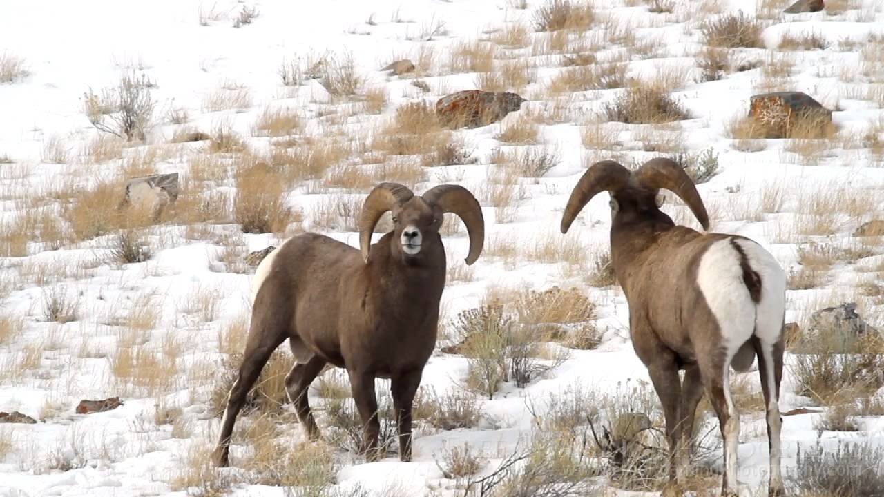 Bighorn Showdowns