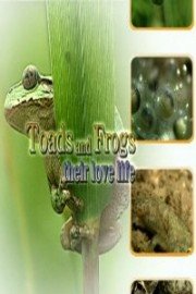 Toads and Frogs - Their Love and Lives