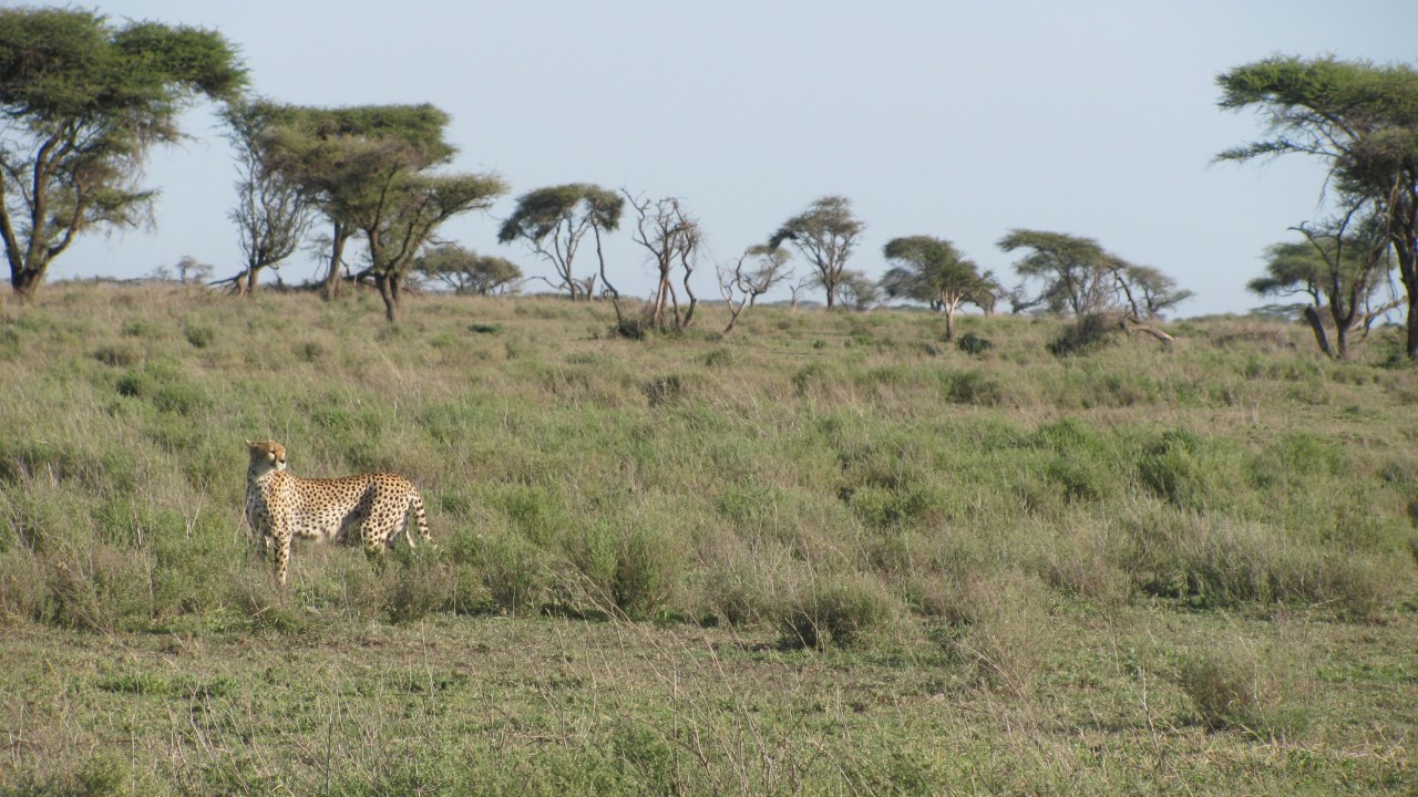 Kenya: The Ultimate African Experience