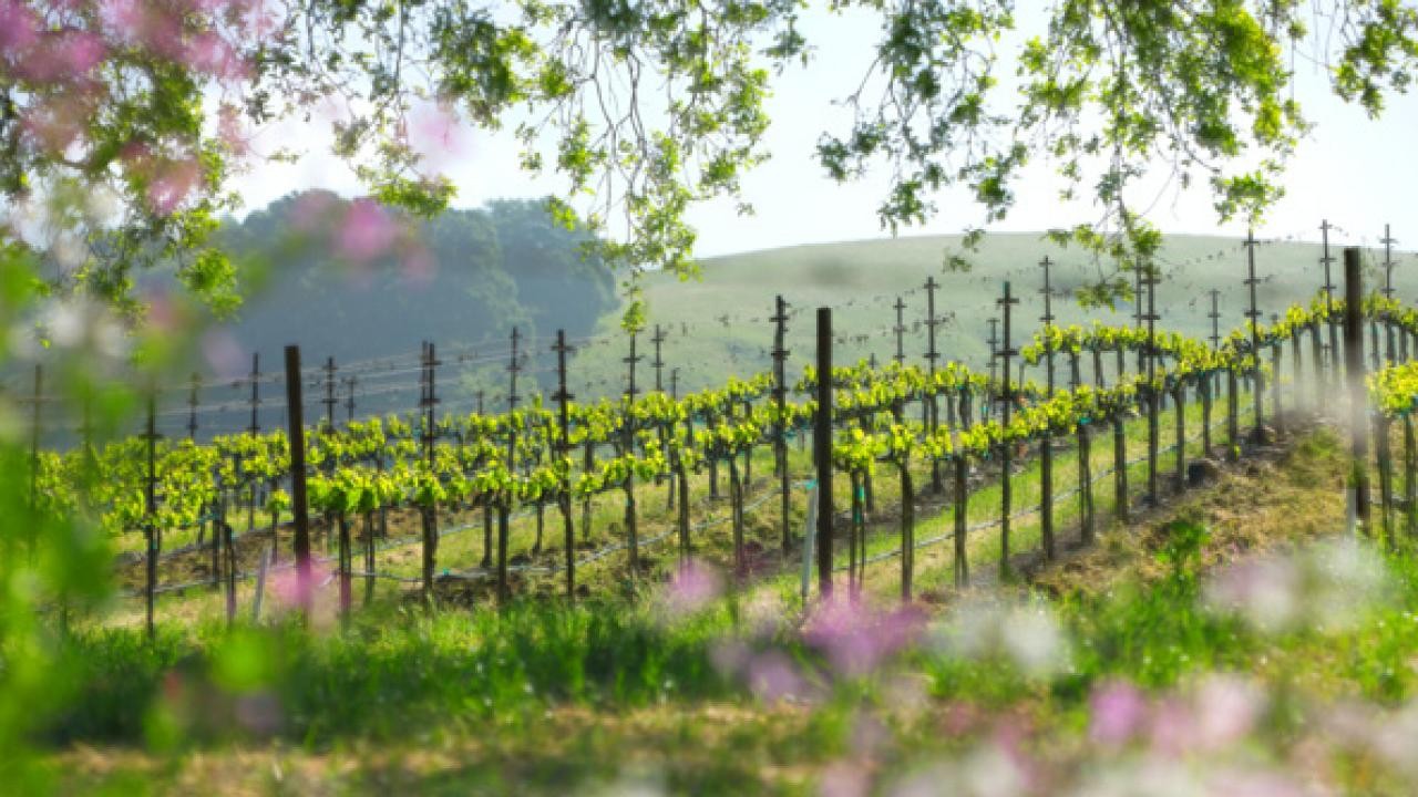 Wine Roads Trips - Napa, California