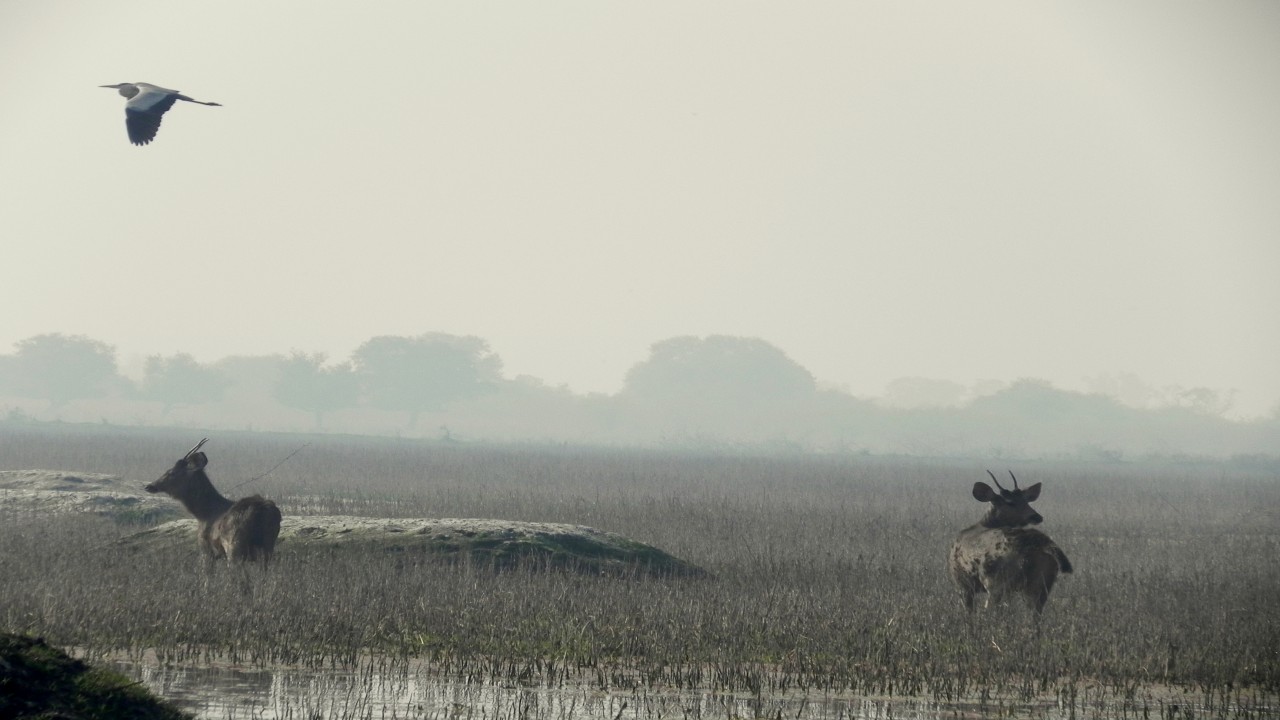 Nature Parks: Keoladeo Ghana
