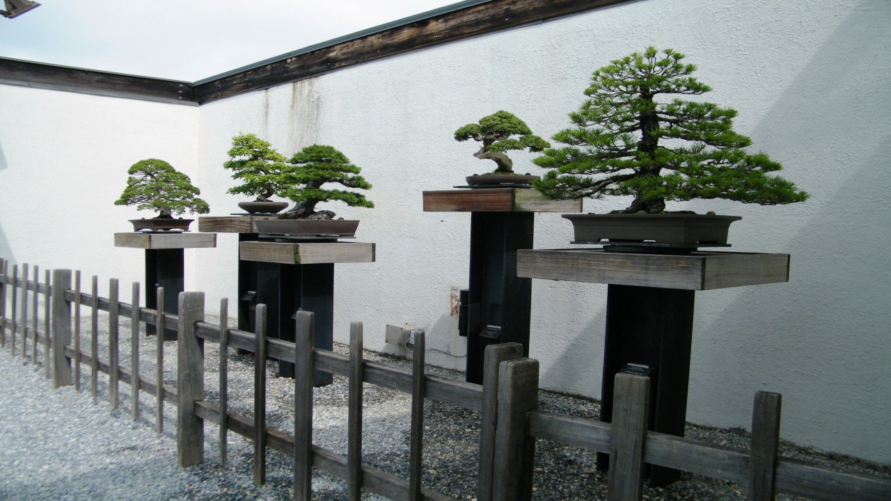 Garden Travels: Bonsai and Bartrams Garden
