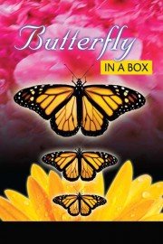 Butterfly In A Box