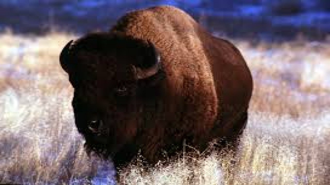 Fabulous Animals: Myths & Legends - The Bison