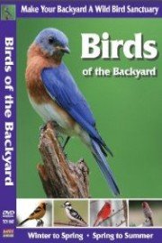 Birds of the Backyard: Winter in to Spring