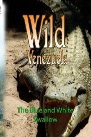 Wild Venezuela - The Blue and White Swallow