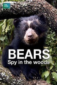 Bears: Spy in the Woods