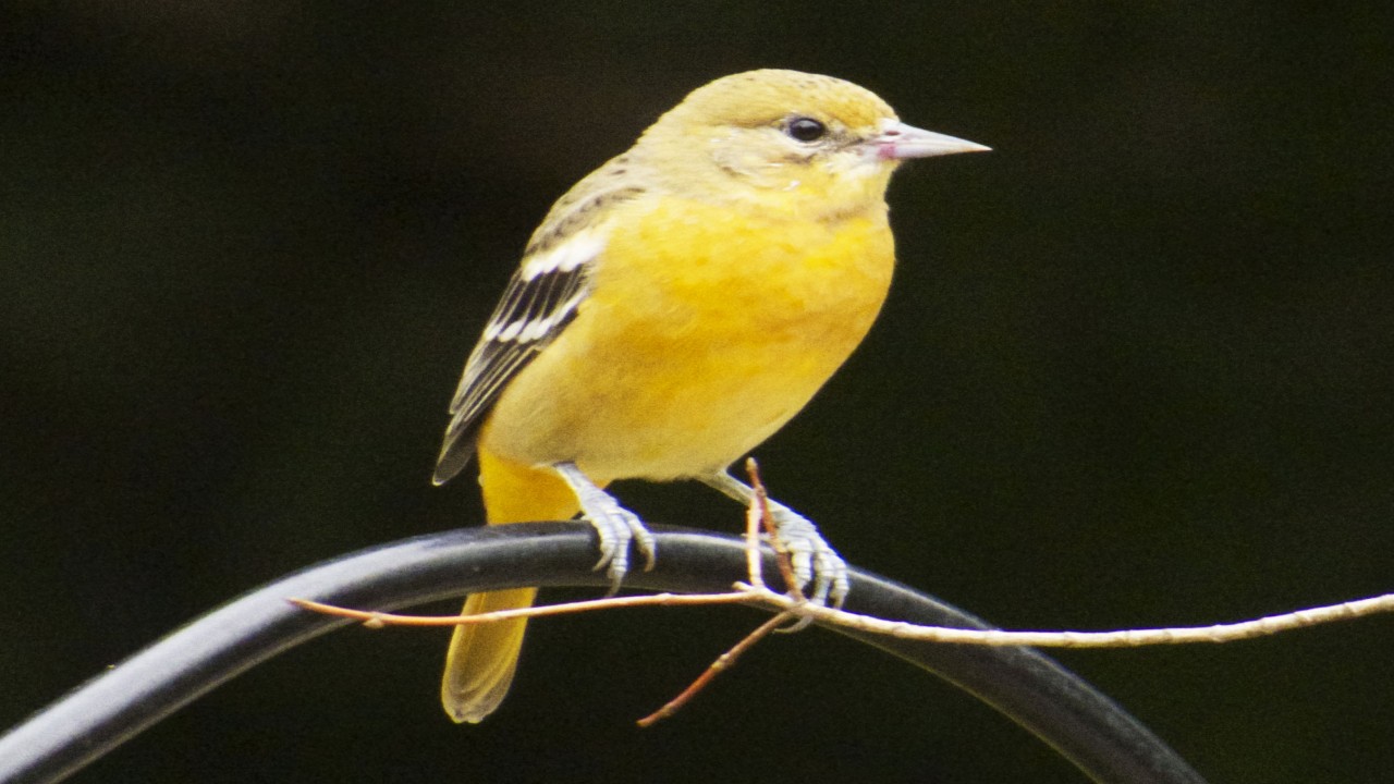 Birds of the Backyard: Spring in to Summer