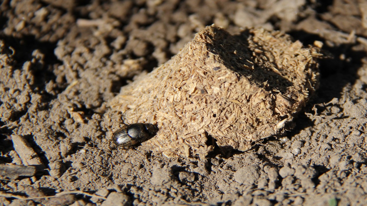 Dung Beetles: Nature's Cleaners