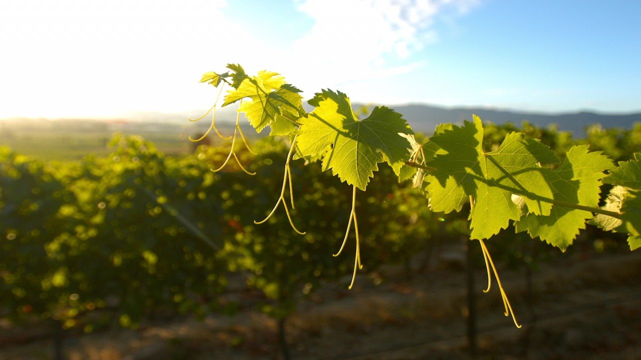 Vinos en Chile Wines in Chile