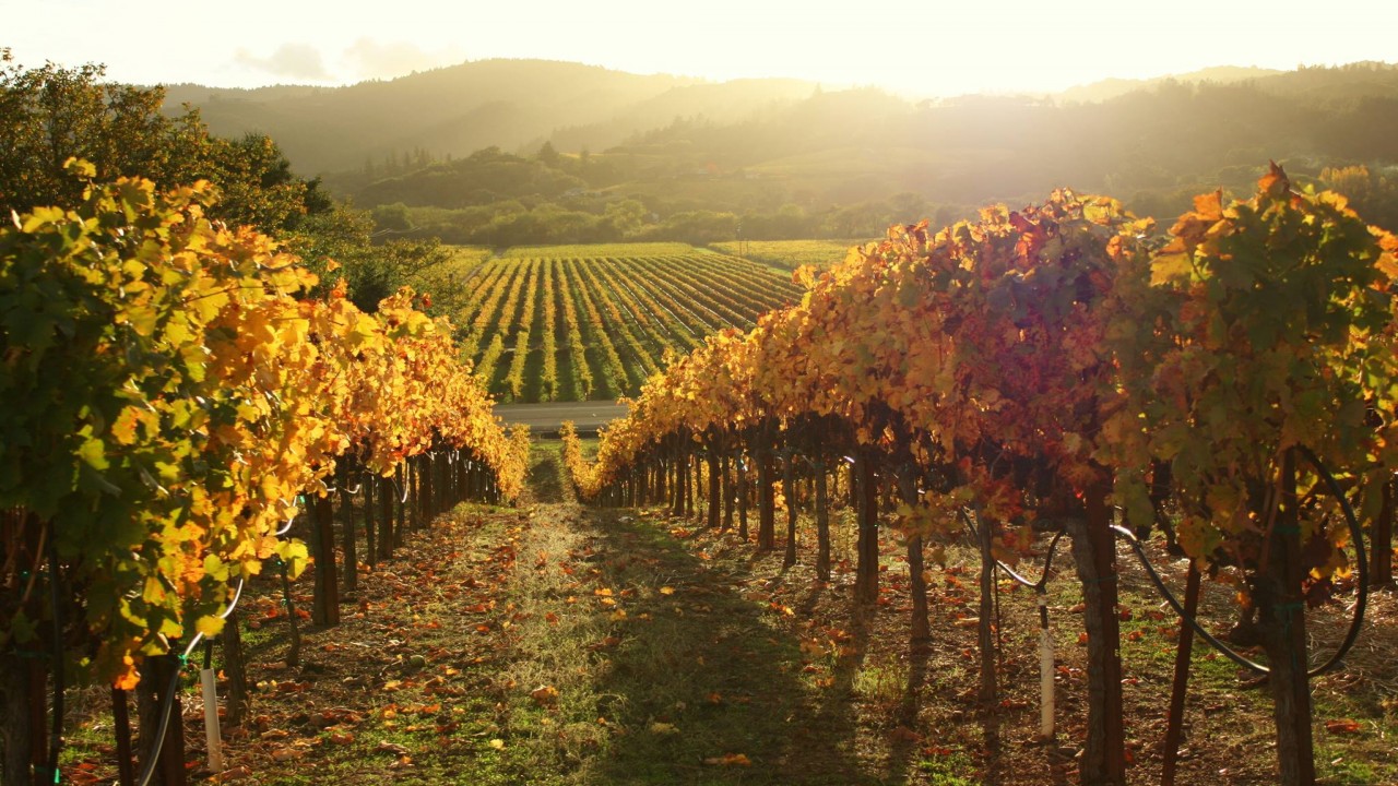 Culinary Travels Savoring Sonoma's Vines and Wines