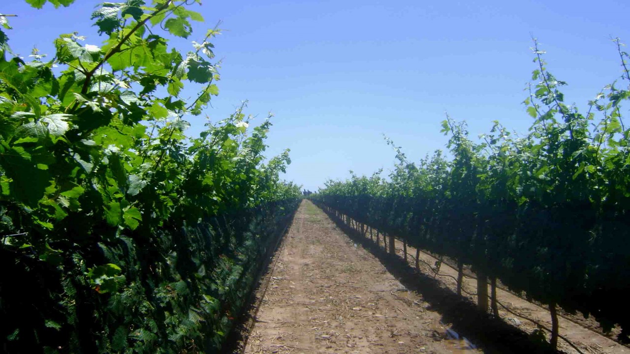 Culinary Travels Wine Finds in Mendoza