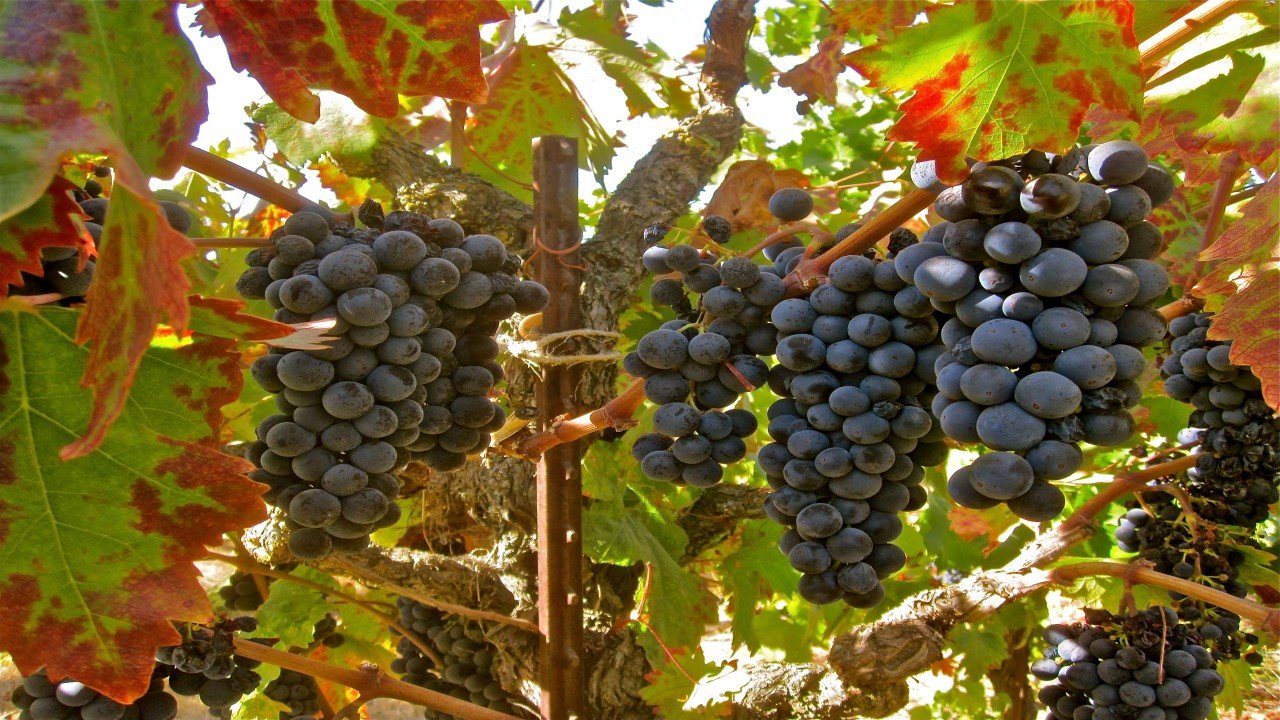 Culinary Travels The Lowdown on Lodi