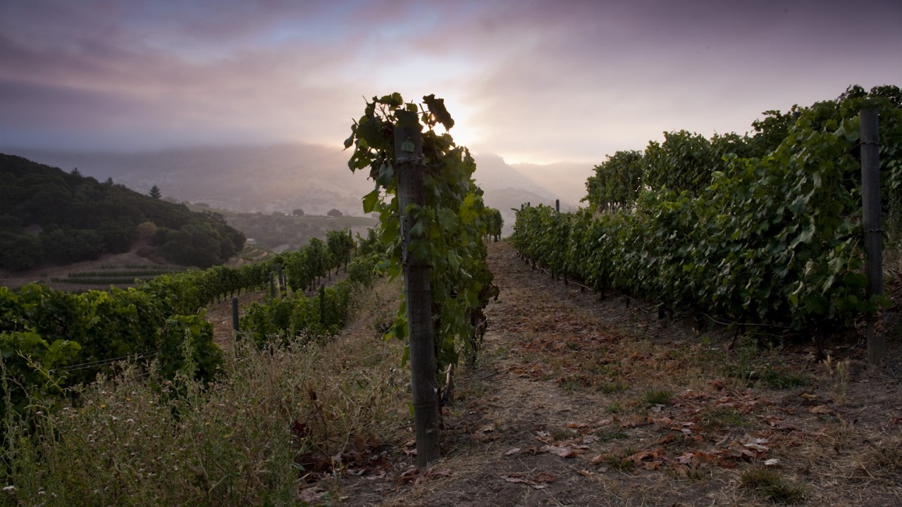 Culinary Travels From Vines to Vegas