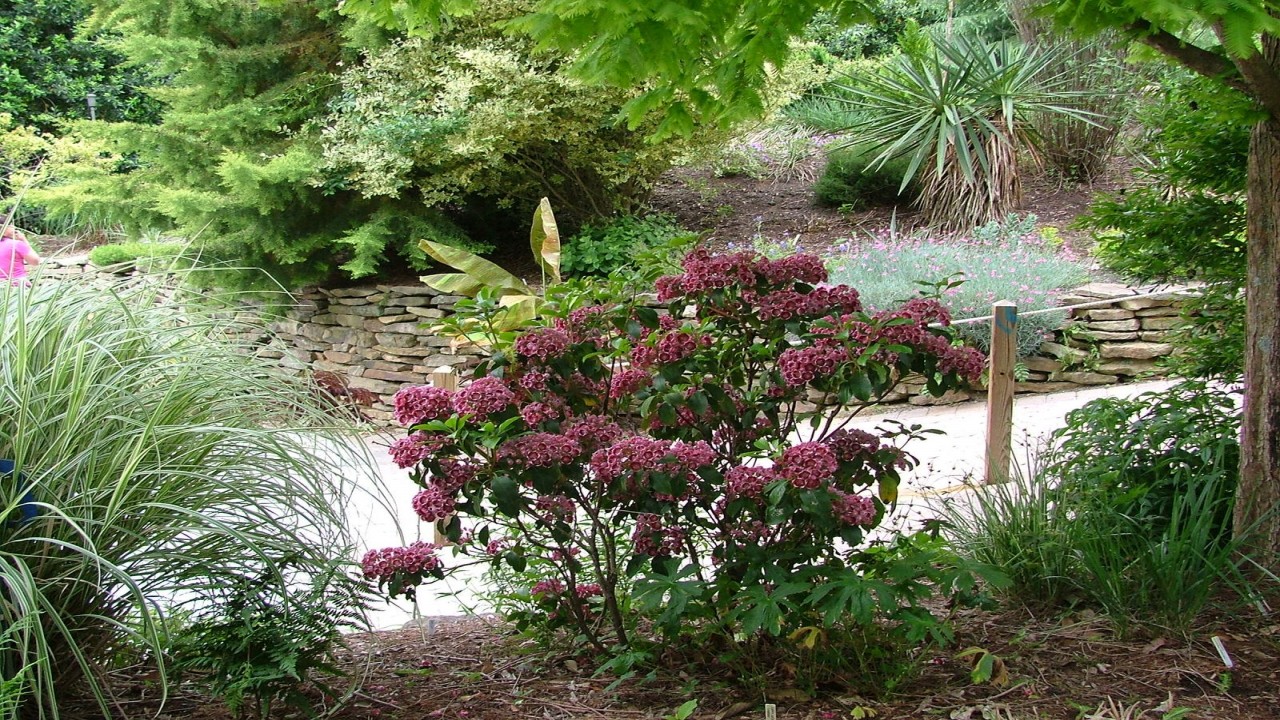 Garden Travels: Flowering Trees and Plant Delights Nursery