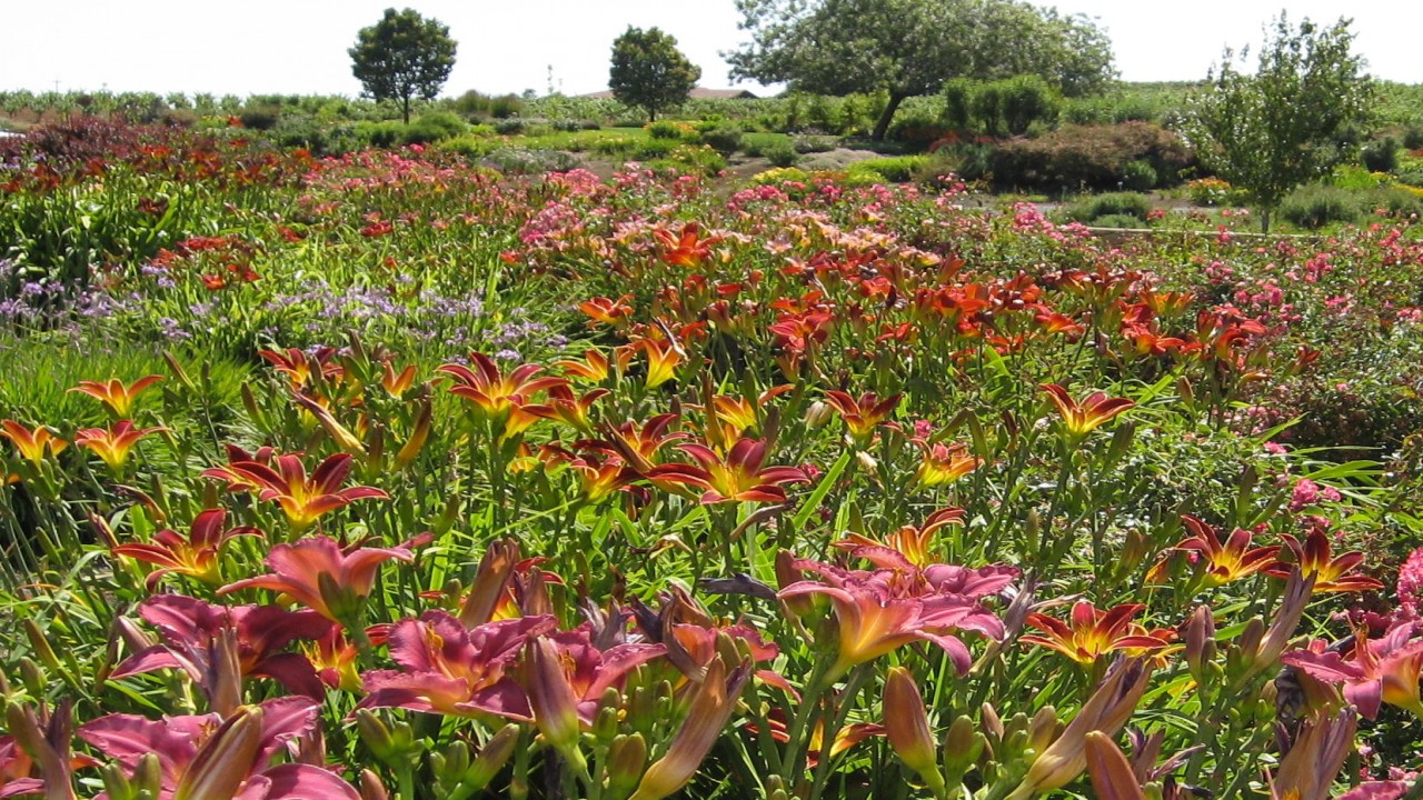 Garden Travels: On display, Dazzling Daylilies and Cornerstone Gardens