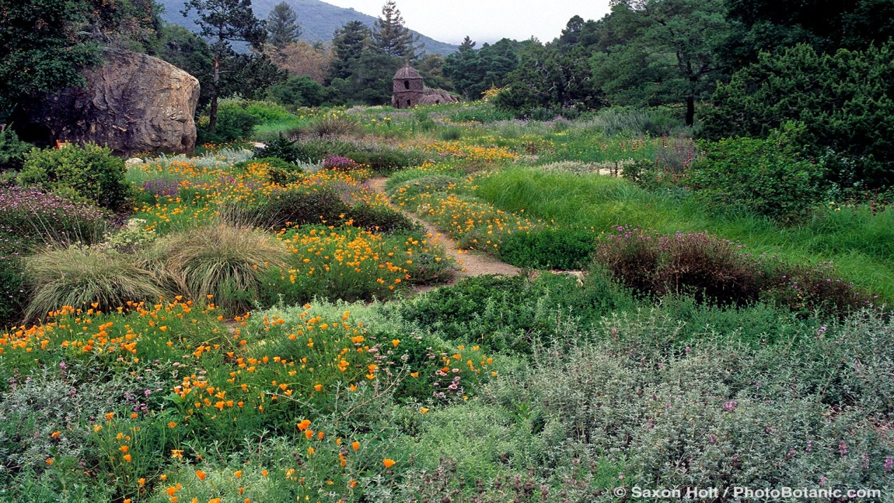 Garden Travels: Santa Barbara Botanic Garden and New Annuals