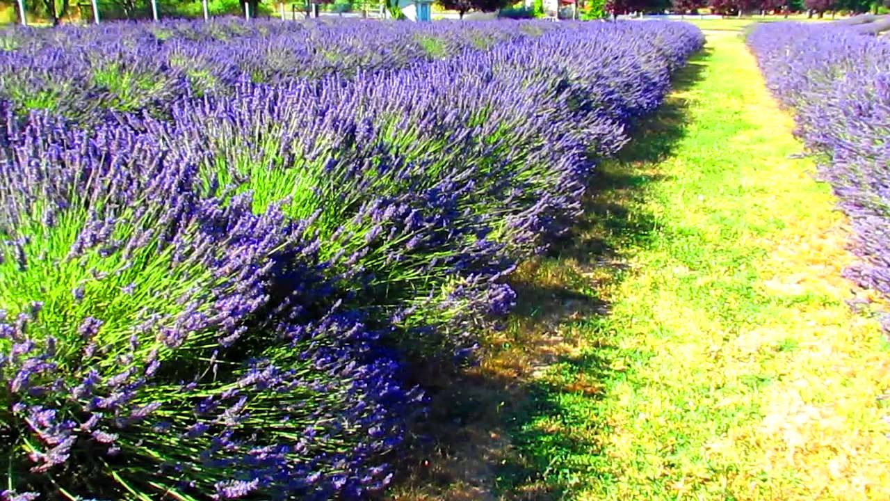 Garden Travels: Lavender and Koi