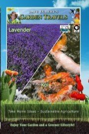 Garden Travels: Lavender and Koi