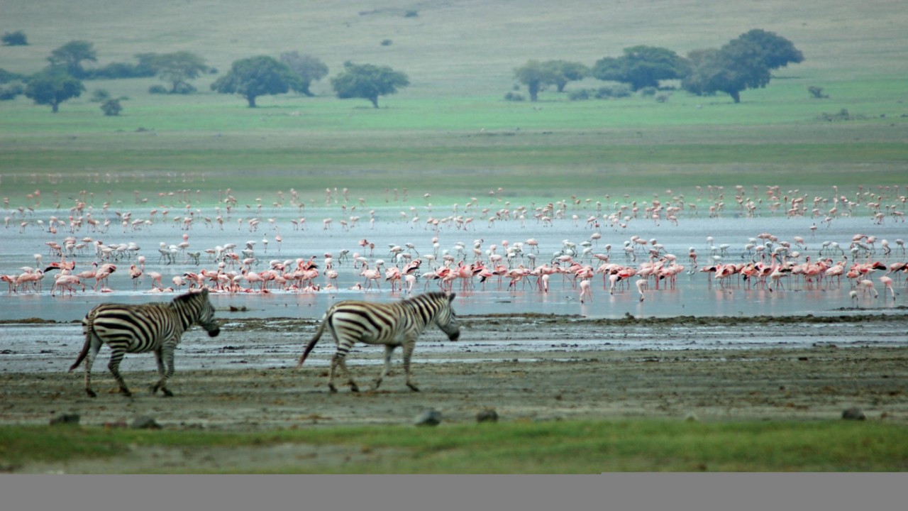 Nature Wonders LAKE MANYARA