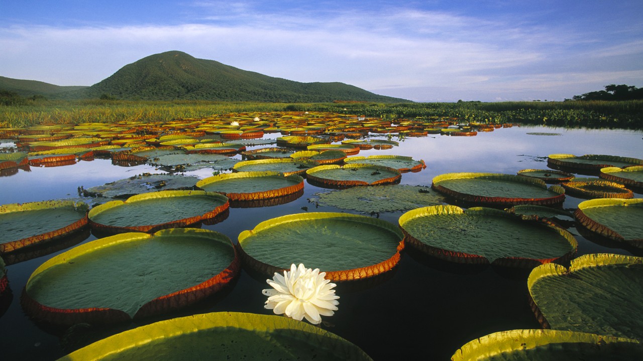 Nature Wonders PANTANAL