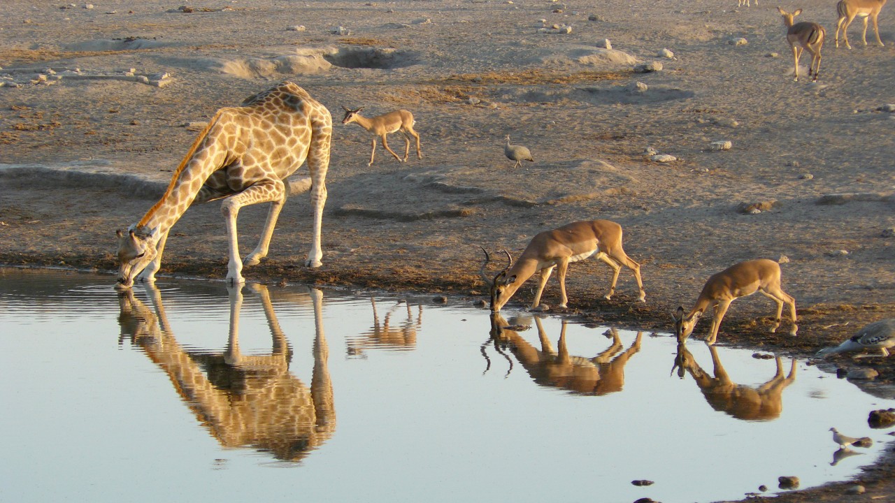 Nature Wonders ETOSHA Namibia