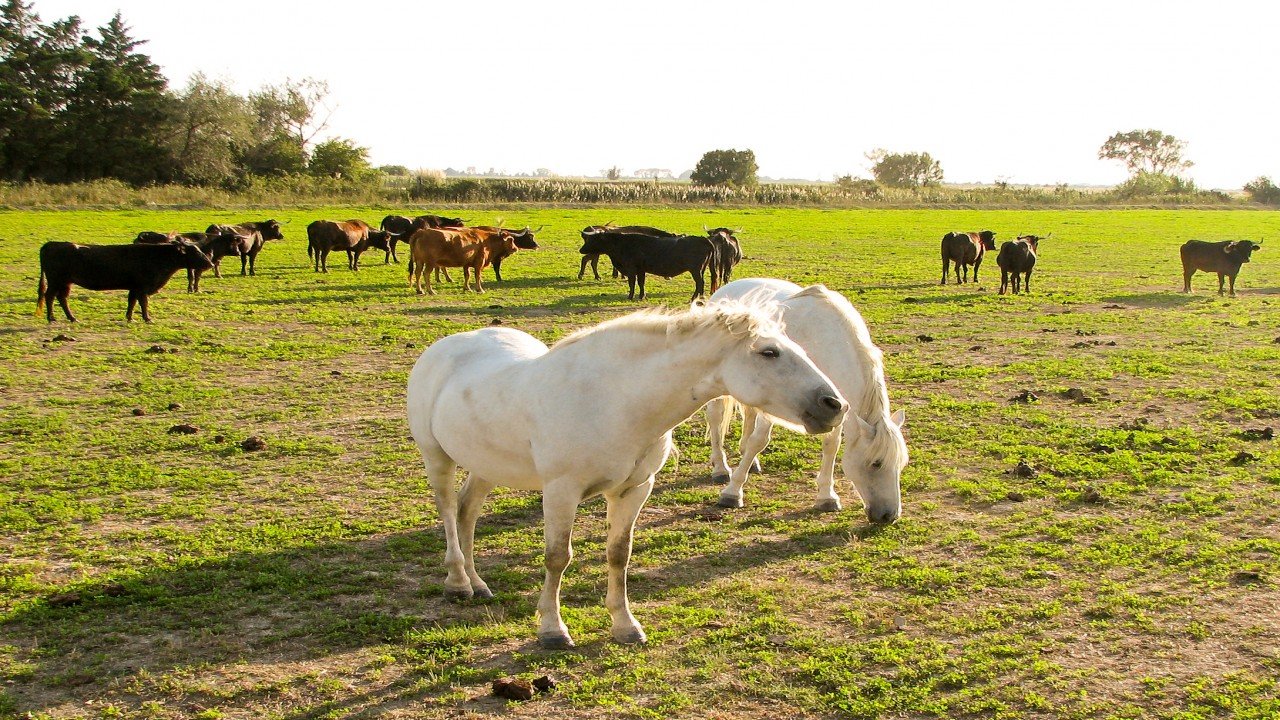 Discovering Provence The Camargue