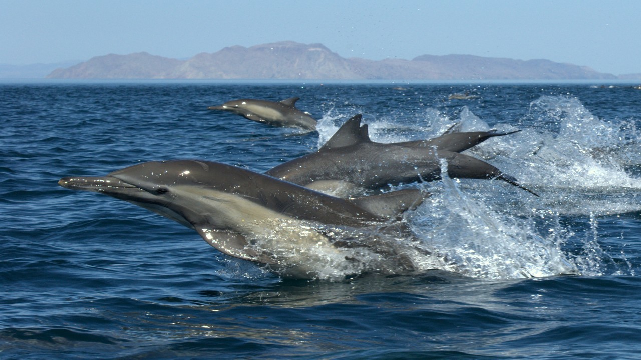 Cruising the World Sea of Cortez
