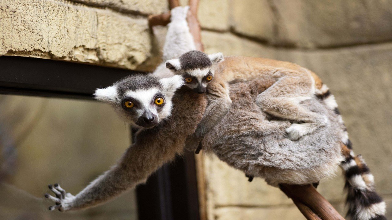 The Baby Lemur & The Baby Koala