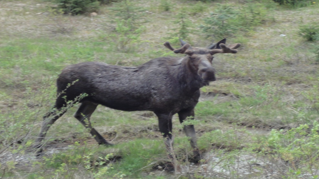 The Baby European Elk