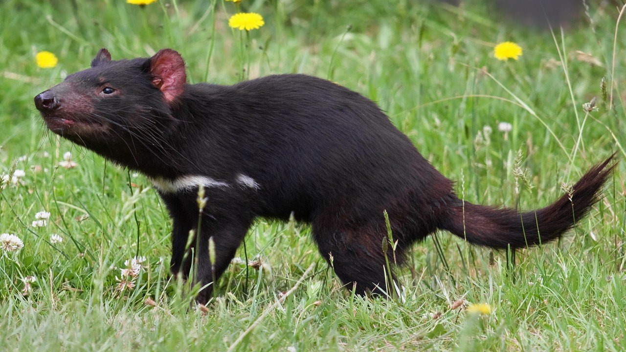 The Baby Kangaroo & The Baby Tasmanian Devil