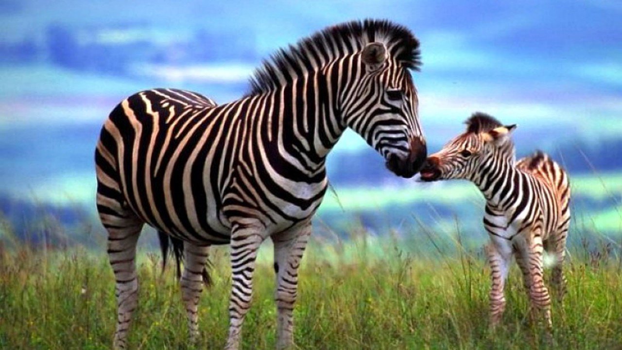The Baby Hyena & The Baby Zebra